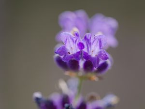 Preview wallpaper lavender, flower, inflorescence, purple, blur