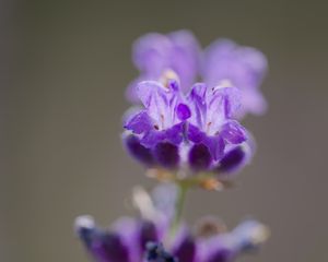 Preview wallpaper lavender, flower, inflorescence, purple, blur