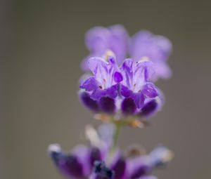 Preview wallpaper lavender, flower, inflorescence, purple, blur