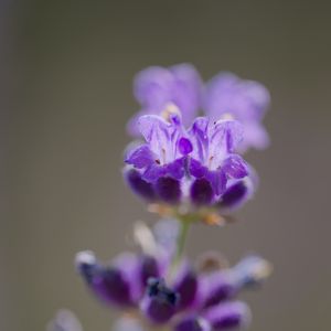 Preview wallpaper lavender, flower, inflorescence, purple, blur