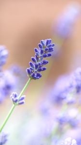 Preview wallpaper lavender, flower, plant, macro, purple