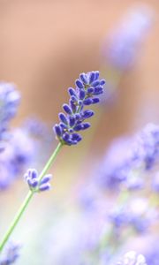 Preview wallpaper lavender, flower, plant, macro, purple