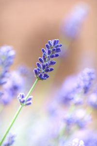 Preview wallpaper lavender, flower, plant, macro, purple
