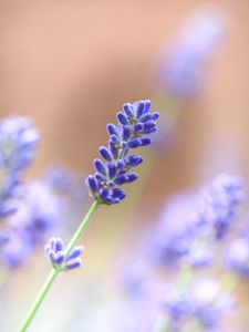 Preview wallpaper lavender, flower, plant, macro, purple