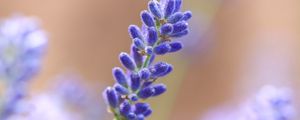 Preview wallpaper lavender, flower, plant, macro, purple