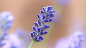 Preview wallpaper lavender, flower, plant, macro, purple