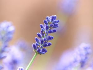 Preview wallpaper lavender, flower, plant, macro, purple