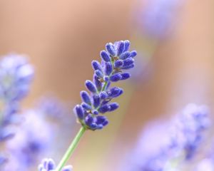 Preview wallpaper lavender, flower, plant, macro, purple