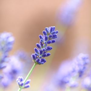 Preview wallpaper lavender, flower, plant, macro, purple