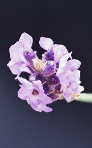 Preview wallpaper lavender, flower, purple, blur