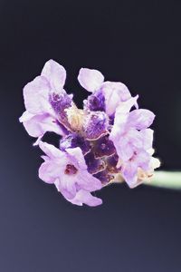 Preview wallpaper lavender, flower, purple, blur