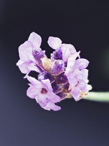 Preview wallpaper lavender, flower, purple, blur