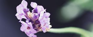 Preview wallpaper lavender, flower, purple, blur