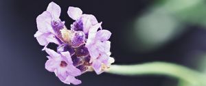 Preview wallpaper lavender, flower, purple, blur