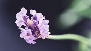 Preview wallpaper lavender, flower, purple, blur