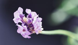 Preview wallpaper lavender, flower, purple, blur