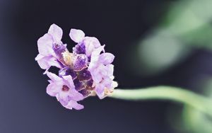 Preview wallpaper lavender, flower, purple, blur