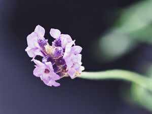 Preview wallpaper lavender, flower, purple, blur