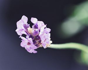 Preview wallpaper lavender, flower, purple, blur