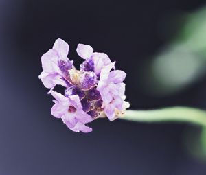 Preview wallpaper lavender, flower, purple, blur