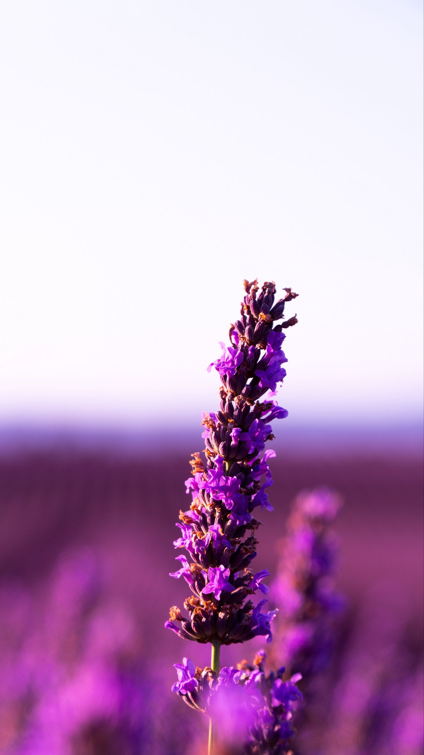 100+ hình nền hoa lavender Tuyệt đẹp và lung linh