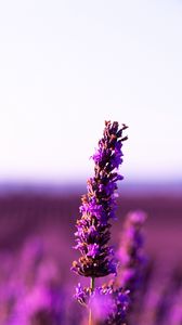 Preview wallpaper lavender, flower, purple, inflorescence, blur