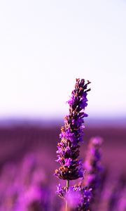 Preview wallpaper lavender, flower, purple, inflorescence, blur