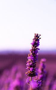 Preview wallpaper lavender, flower, purple, inflorescence, blur