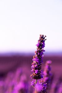 Preview wallpaper lavender, flower, purple, inflorescence, blur