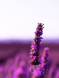 Preview wallpaper lavender, flower, purple, inflorescence, blur