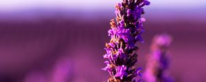 Preview wallpaper lavender, flower, purple, inflorescence, blur