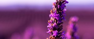 Preview wallpaper lavender, flower, purple, inflorescence, blur