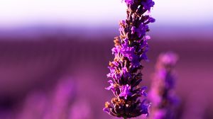 Preview wallpaper lavender, flower, purple, inflorescence, blur