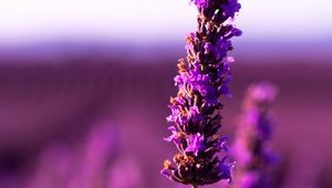 Preview wallpaper lavender, flower, purple, inflorescence, blur