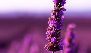 Preview wallpaper lavender, flower, purple, inflorescence, blur