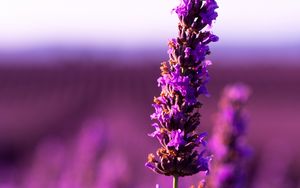 Preview wallpaper lavender, flower, purple, inflorescence, blur