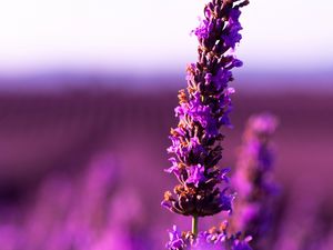 Preview wallpaper lavender, flower, purple, inflorescence, blur