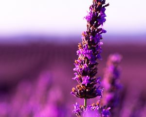 Preview wallpaper lavender, flower, purple, inflorescence, blur