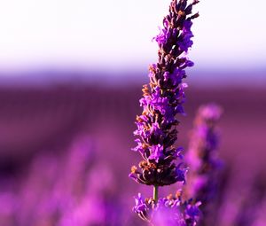 Preview wallpaper lavender, flower, purple, inflorescence, blur