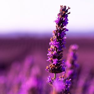 Preview wallpaper lavender, flower, purple, inflorescence, blur