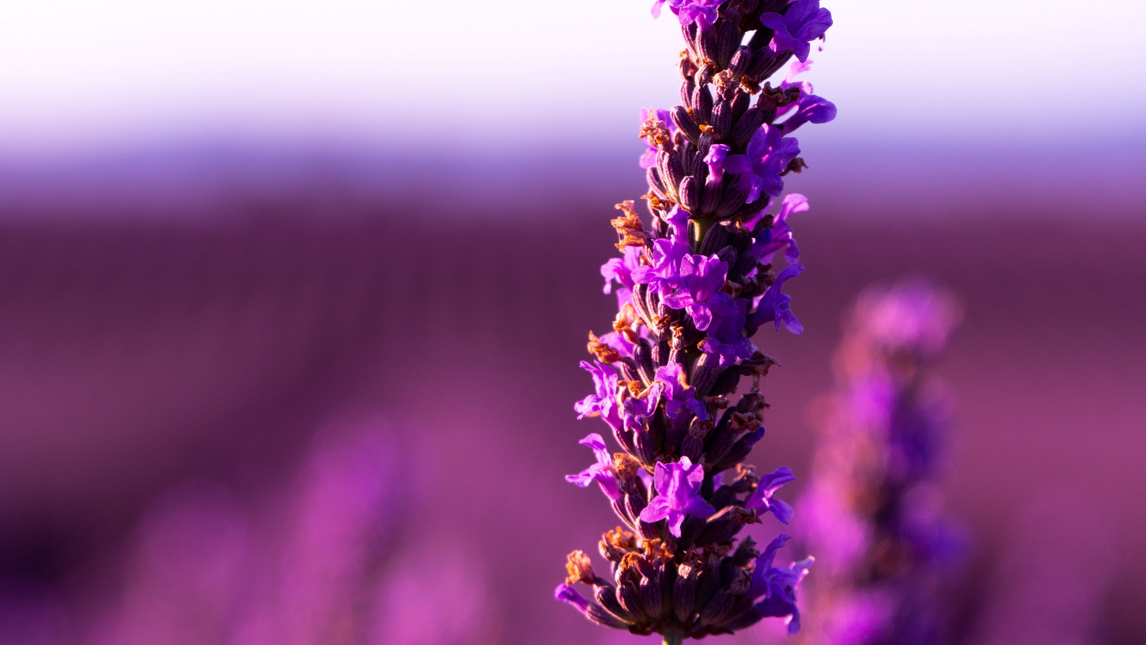 Download Wallpaper 3840x2160 Lavender Flower Purple Inflorescence