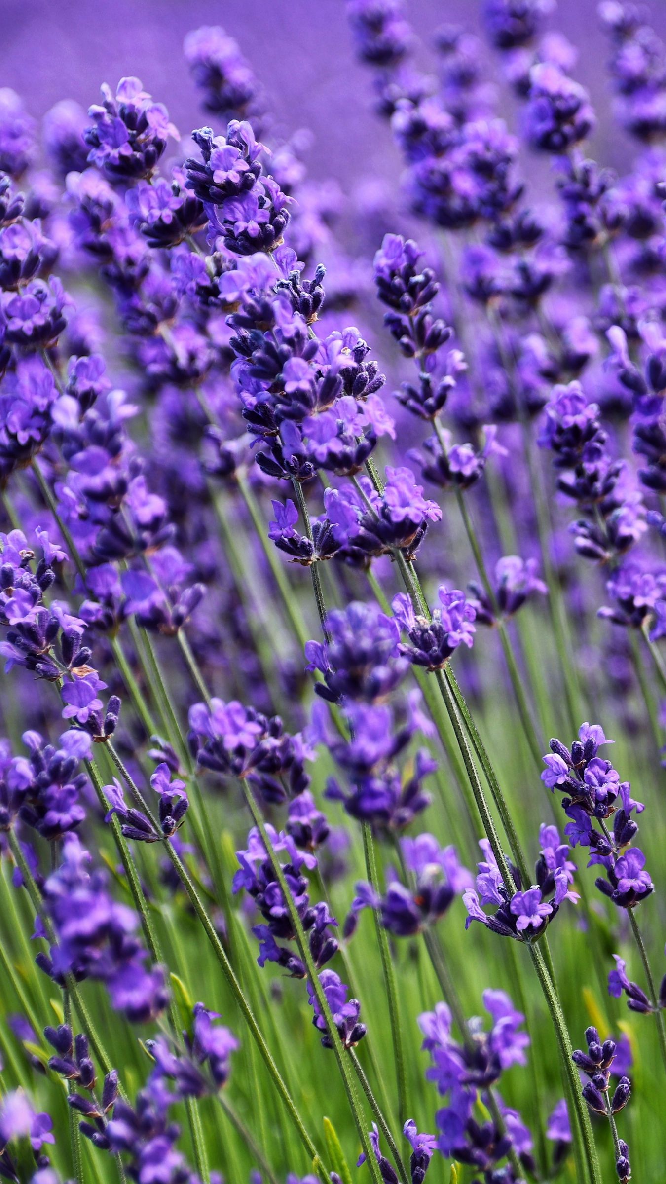 Saying flowers lavender HD phone wallpaper  Peakpx