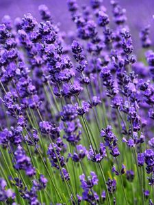 Preview wallpaper lavender, flower, purple, bloom