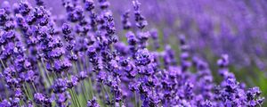 Preview wallpaper lavender, flower, purple, bloom