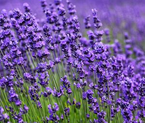 Preview wallpaper lavender, flower, purple, bloom