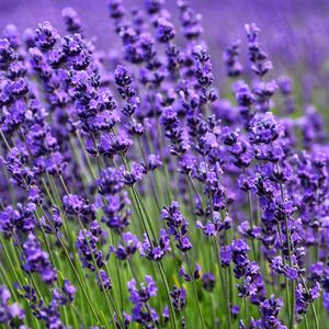 Preview wallpaper lavender, flower, purple, bloom