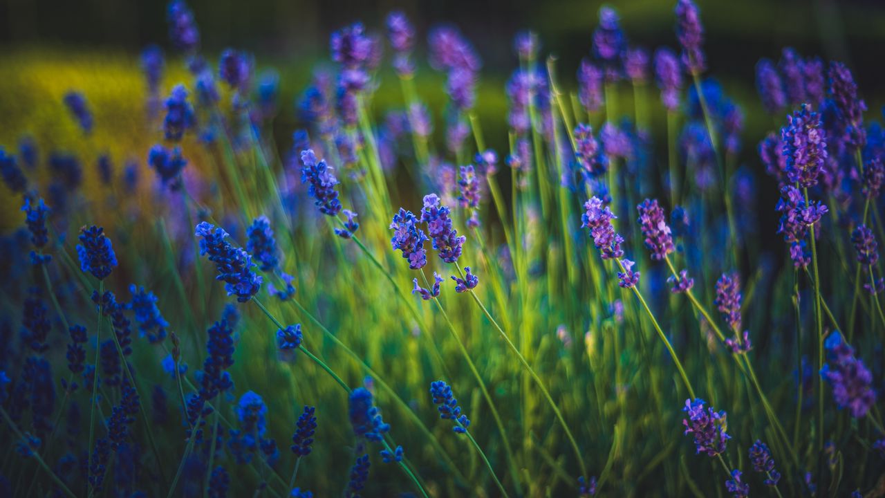 Wallpaper lavender, flowers, bloom, spring, grass