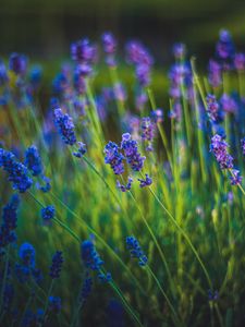 Preview wallpaper lavender, flowers, bloom, spring, grass