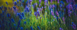 Preview wallpaper lavender, flowers, bloom, spring, grass