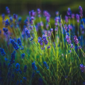 Preview wallpaper lavender, flowers, bloom, spring, grass